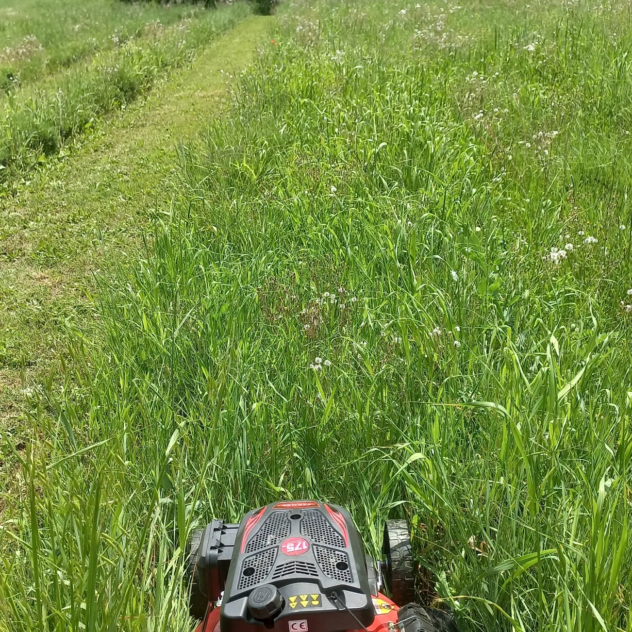 Lavendel, Camping44